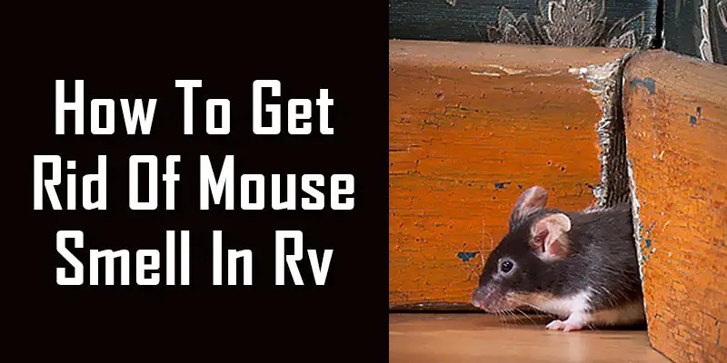 how-to-get-rid-of-mouse-smell-in-rv-effective-trick-exposed-outdoor