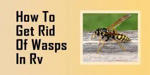 how to get rid of wasps in RV