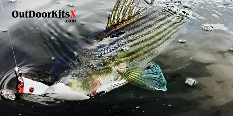 What To Look When Buying Trolling Lures For Striped Bass